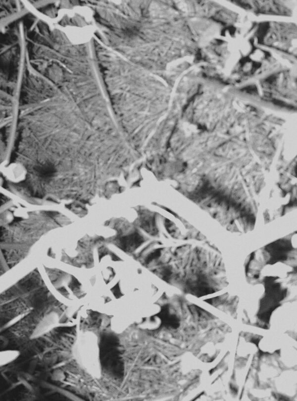 Маргарита Смагина. The wolf who lives under the rock XII, 24,5х32