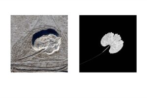 Евгений Молодцов. Гербарий земли IV. 30х45