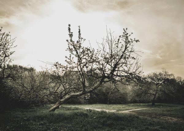 Алла Мировская. Untitled I, 23х32