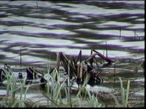 Денис Шулепов. Практика ностальгии VIII. 22,5x30