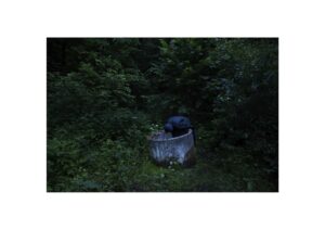 Евгений Молодцов. Вепсский лес V. 33x48,5