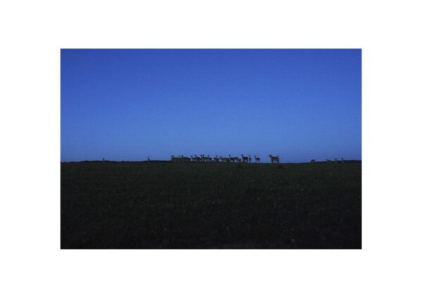 Евгений Молодцов. Вепсский лес VIII. 33x48,5