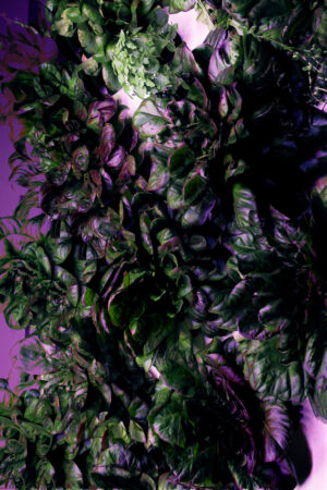 Ирина Задорожная. Фантом I. 66х100