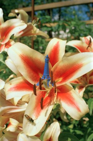 Жанна Татарова На память X. 50х75