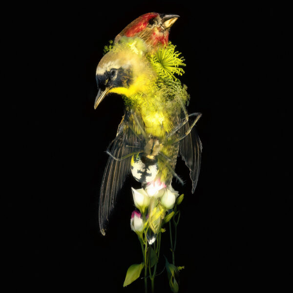 Даниил Макаров. Flowers of war III, 40×40