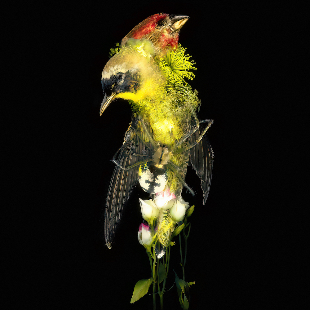 Даниил Макаров. Flowers of war III, 40×40