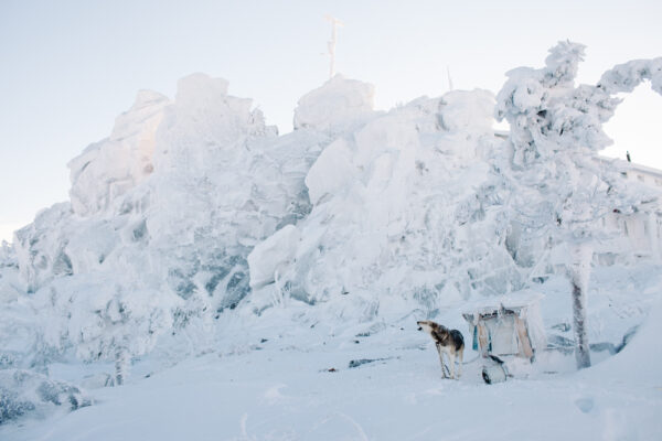 Анна Марченкова. Будда III. 40х60