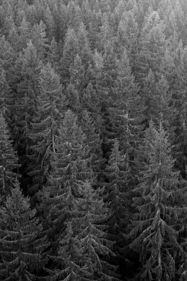 Кристина Сергеева. Как Саша Литвинов ружье закопал V. 50x75