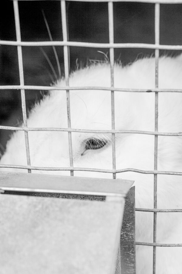 Кристина Сергеева. Shunya II. 40x60